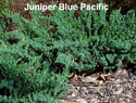 Juniper Blue Pacific