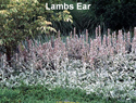 Lambs Ear