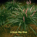 Liriope Big Blue