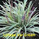 Liriope Var Cream