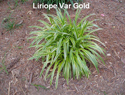 Liriope Var Gold