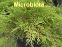 Microbiota