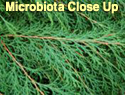 Microbiota close up