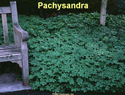 Pachysandra