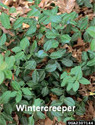 Wintercreeper