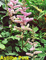 Astilbe Pink