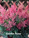 Astilbe Rose