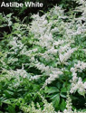 Astilbe White