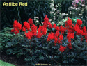 Astilbe Red