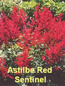 Astilbe Red Sentinel