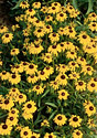 Black Eyed Susan