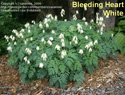 Bleeding Heart White