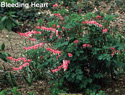 Bleeding Heart