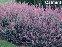 Catmint