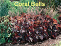 Coral Bells