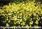 Coreopsis Verticillata