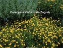 Coreopsis Verticillata Zagreb