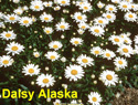 Daisy Alaska