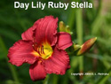 Day Lily Ruby Stella