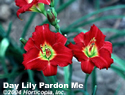 Day Lily Pardon Me