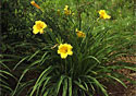 Day Lily Stelladoro