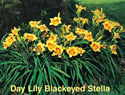 Day Lily Black Eyed Stella