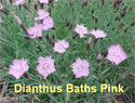 Dianthus Baths Pink