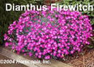 Dianthus Firewitch