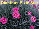 Dianthus Pixie Star