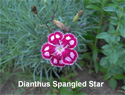 Dianthus Spangled Star