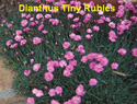 Dianthus Tiny Rubies