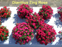 Dianthus Zing Rose