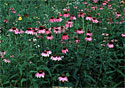 Echinacea Purple Cone