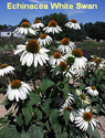 Echinacea White Swan