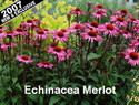 Echinacea Merlot