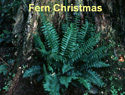 Fern Christmas