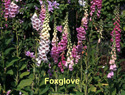 Foxglove