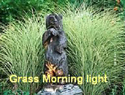 Grass Morning Light