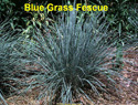 Grass Blue Fescue