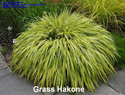 Grass Hakone