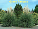 Grass Pampas