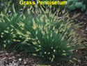 Grass Pennisetum