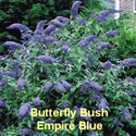 Butterfly Bush Empire Blue