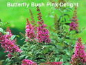 Butterfly Bush Pink Delight