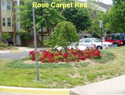 Rose Carpet Red