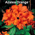 Azalea Orange