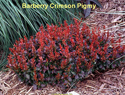 Barberry Crimson Pigmy