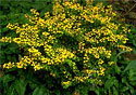 Barberry Golden