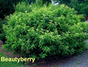 Beautyberry Callicarpa