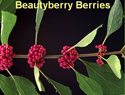 Beautyberry Berries